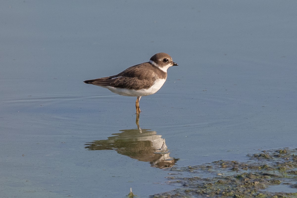 Semipalmated Plover - ML476030731