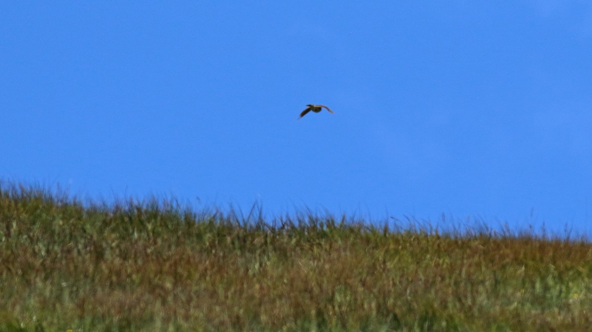 Eurasian Skylark - ML476032191