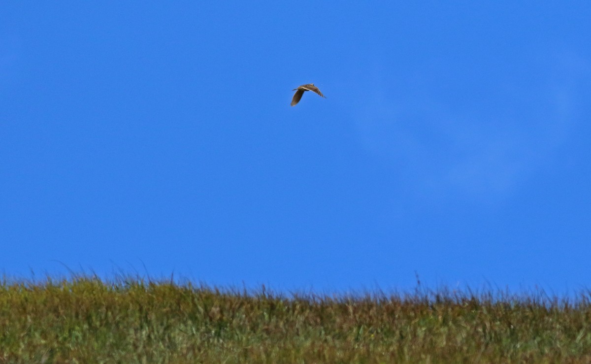 Eurasian Skylark - ML476032261