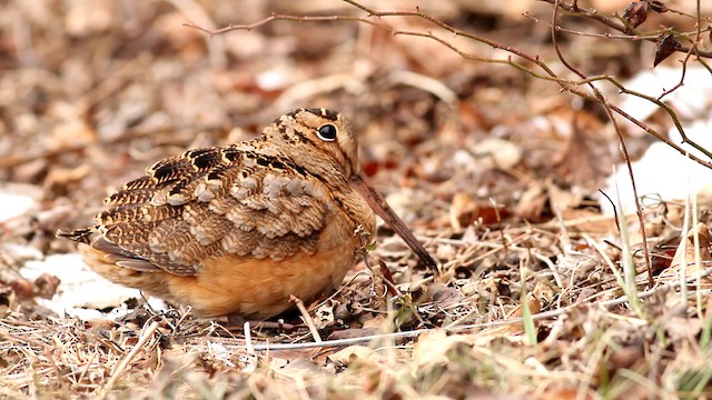 American Woodcock - ML476033