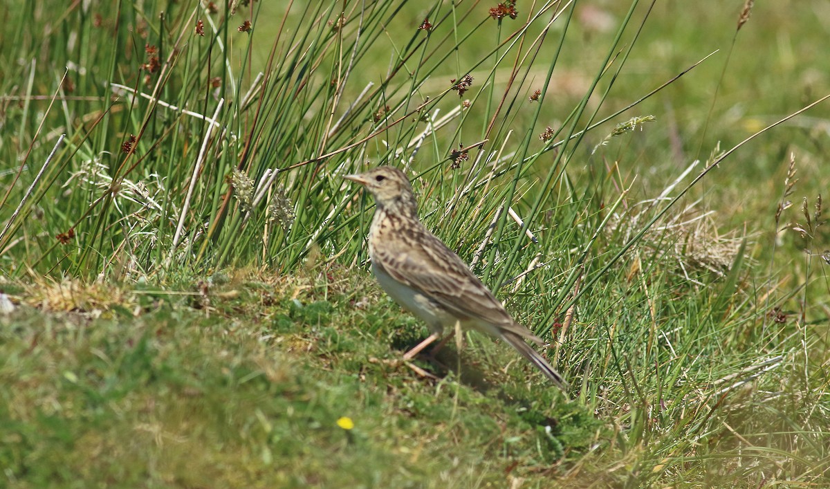 Eurasian Skylark - Andrew Steele