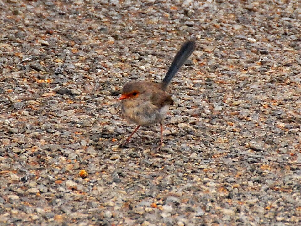 Prachtstaffelschwanz - ML476033571