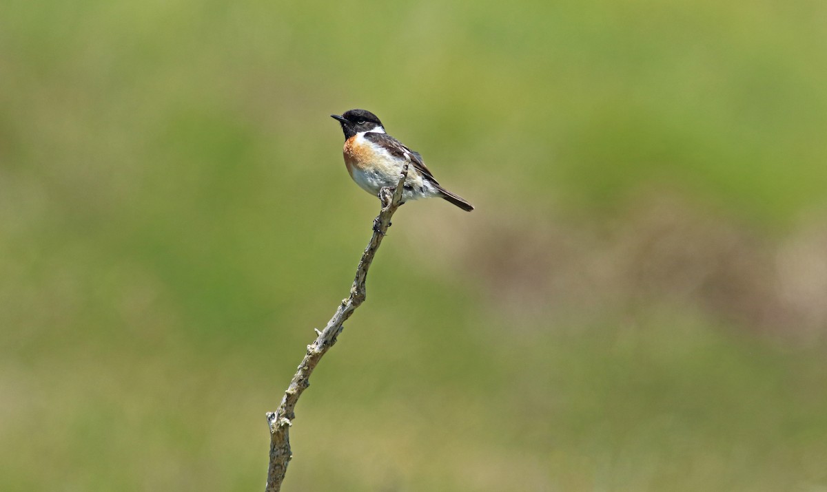 European Stonechat - ML476033611