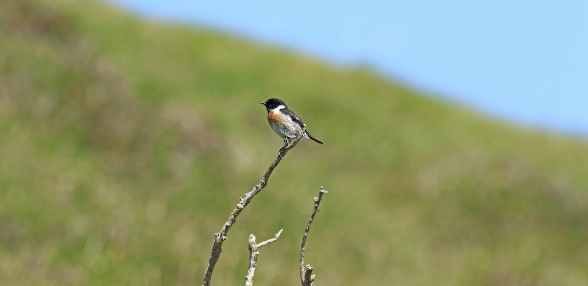 European Stonechat - ML476033711