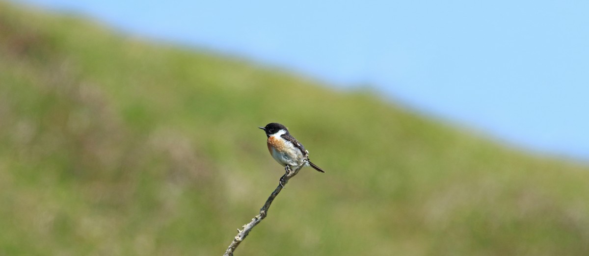 European Stonechat - ML476033751