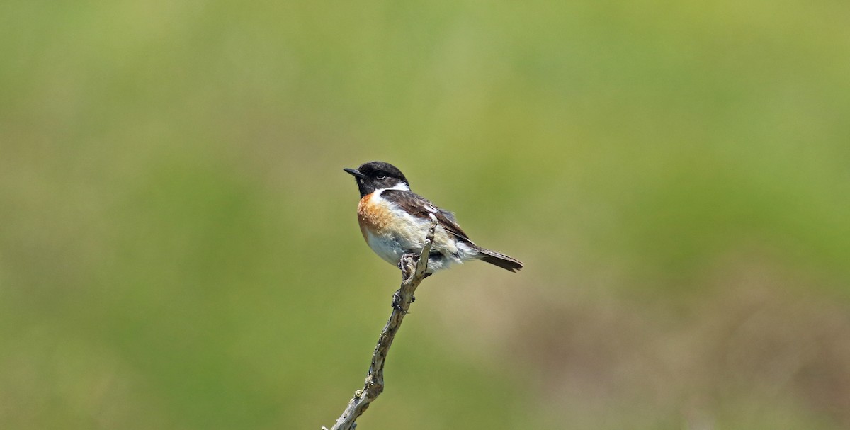 European Stonechat - ML476033761