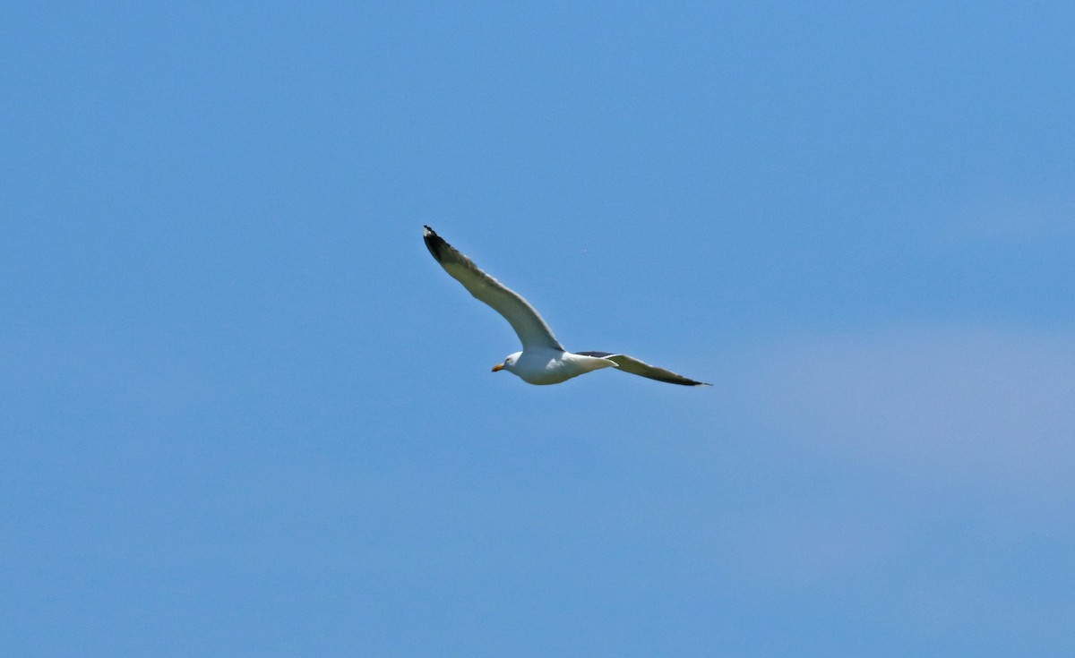 Great Black-backed Gull - ML476033851