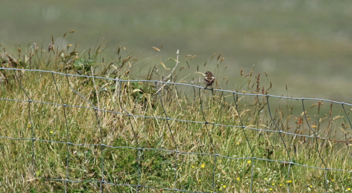 European Stonechat - ML476034441