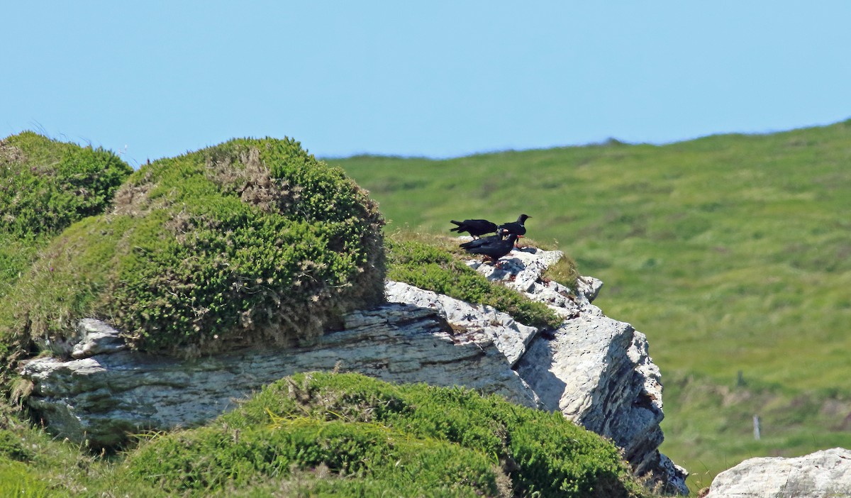 Red-billed Chough - ML476034491