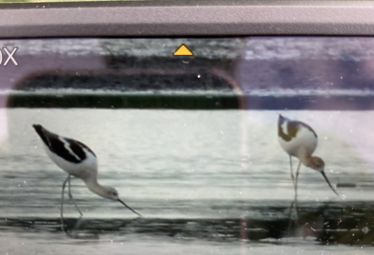 Avoceta Americana - ML476036471