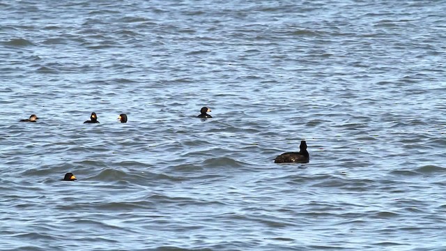 Black Scoter - ML476039