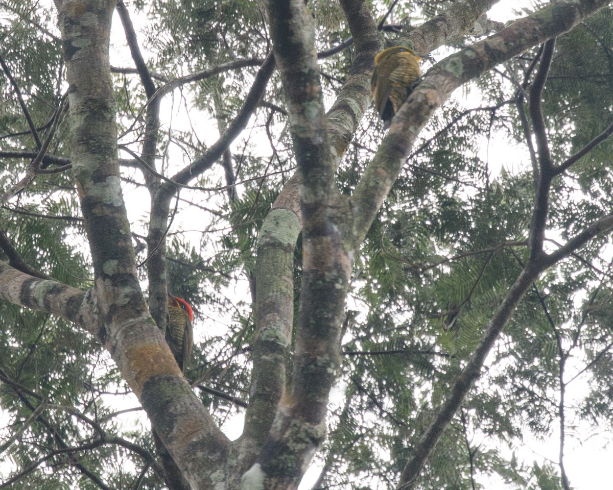 Golden-green Woodpecker (Atlantic) - ML476039971