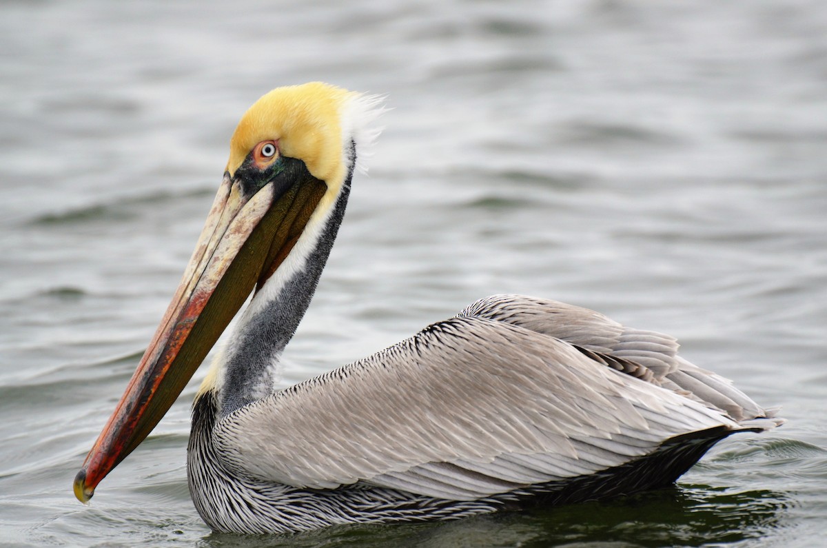 Brown Pelican - Jeff Sexton