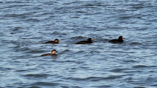 Black Scoter - ML476042