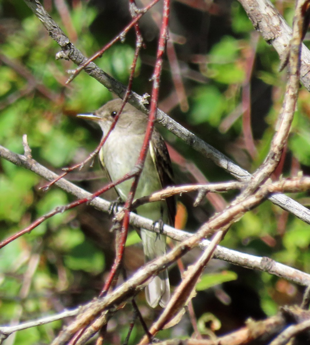 Willow Flycatcher - ML476042461