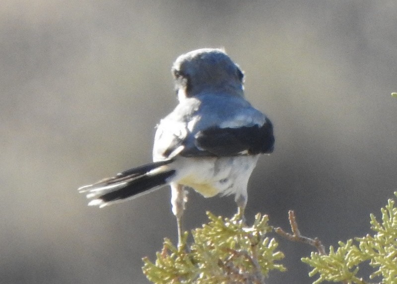 Loggerhead Shrike - ML476043131