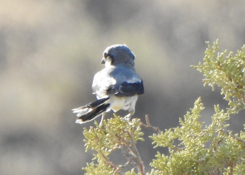 Loggerhead Shrike - ML476043141