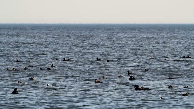 Black Scoter - ML476044