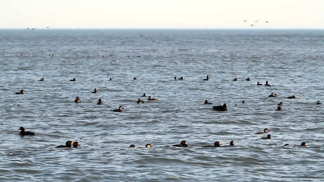 Black Scoter - ML476045