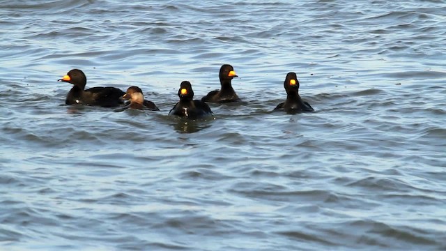 Black Scoter - ML476046