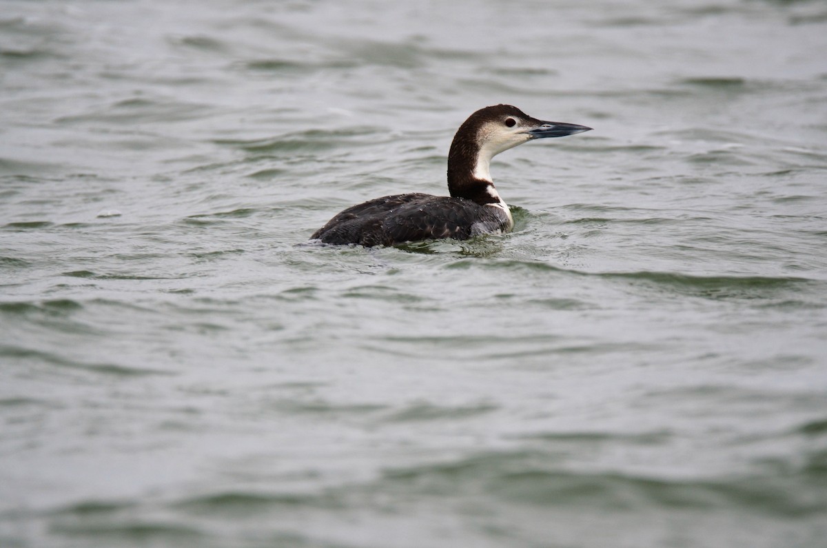 Common Loon - Jeff Sexton