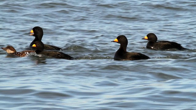 Black Scoter - ML476047