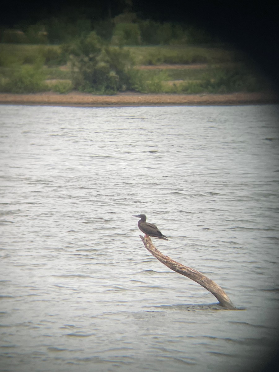 Brown Booby - ML476047251
