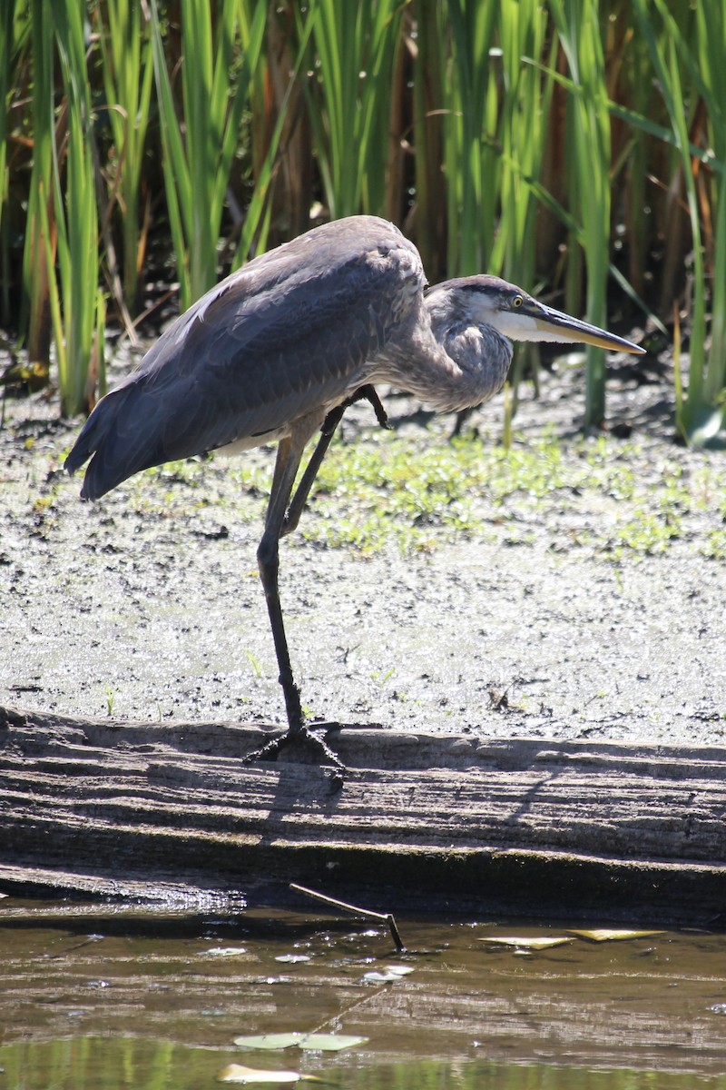 Great Blue Heron - ML476047551