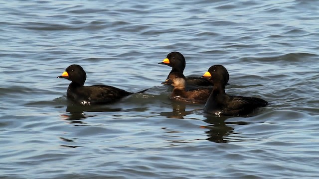 Black Scoter - ML476048