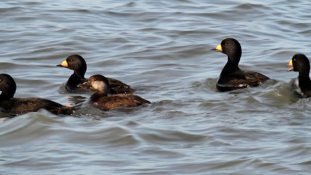 Black Scoter - ML476049