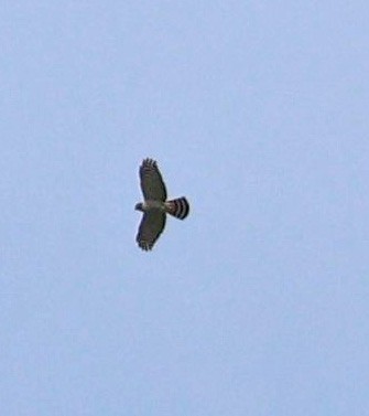 Gray-bellied Hawk - ML476049491