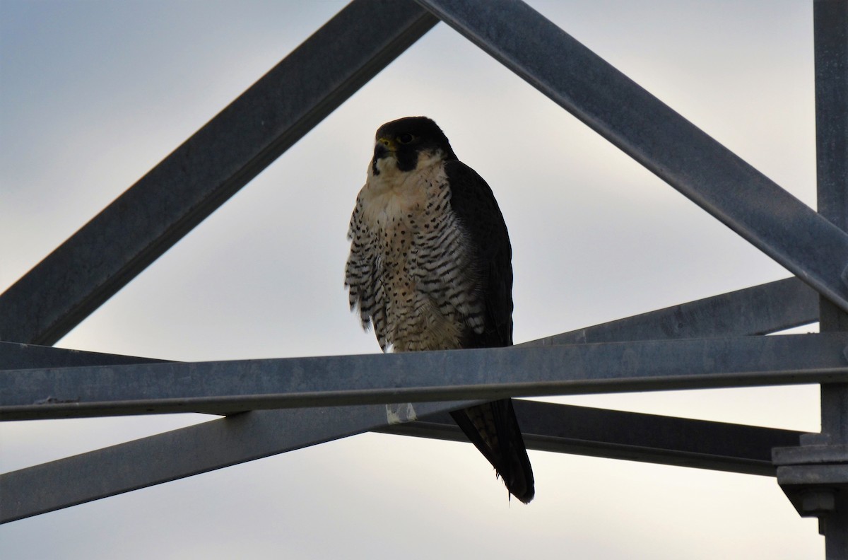 Peregrine Falcon - ML47604951