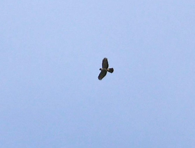 Gray-bellied Hawk - David Muth