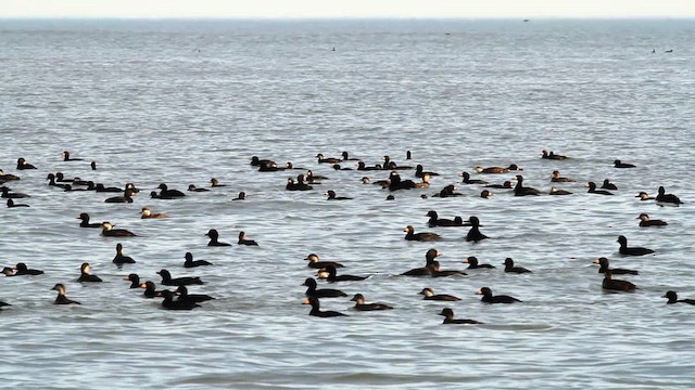 Black Scoter - ML476050