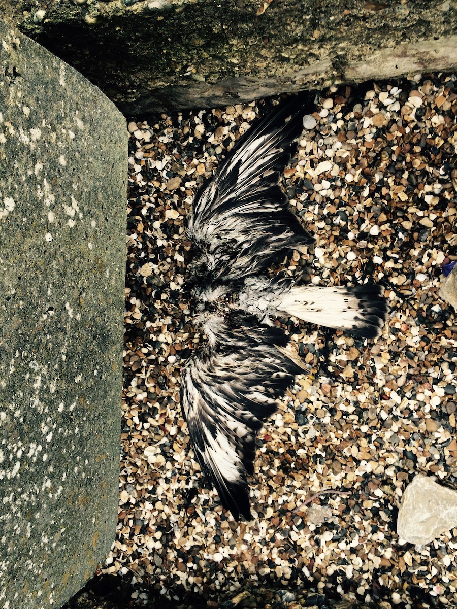 Rough-legged Hawk - ML476050281