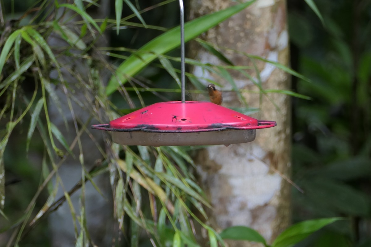 Бородатый колибри-отшельник - ML476050521