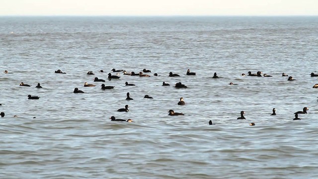 Black Scoter - ML476051