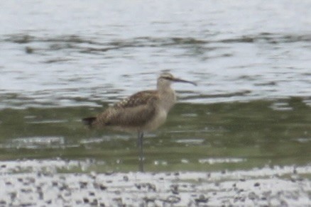 Whimbrel - ML476051491