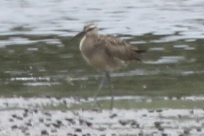 Whimbrel - ML476051511