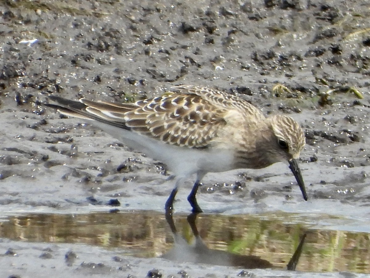 Baird's Sandpiper - Patti Swanson