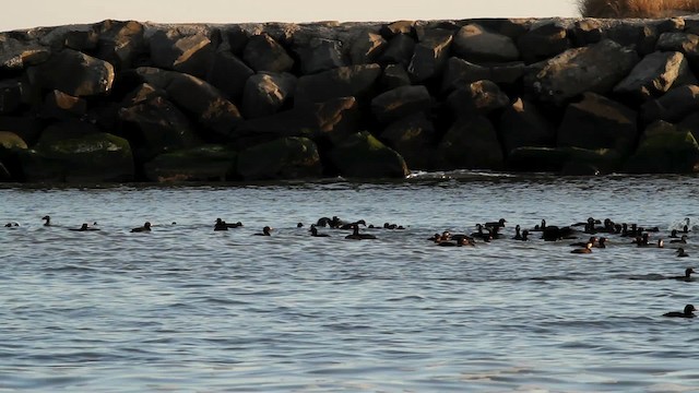 Black Scoter - ML476052