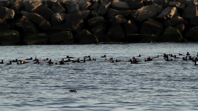 Black Scoter - ML476053