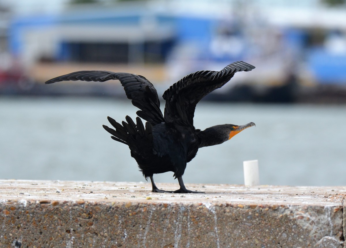 Double-crested Cormorant - ML47605381