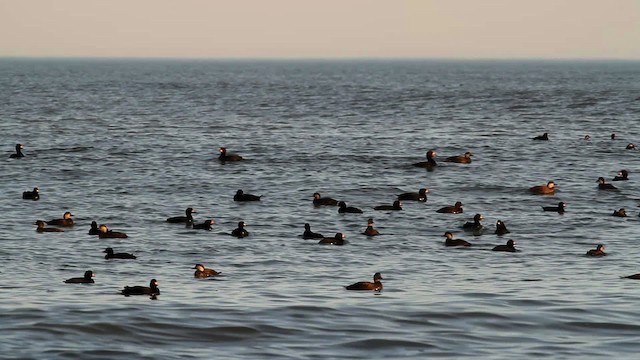 Black Scoter - ML476054