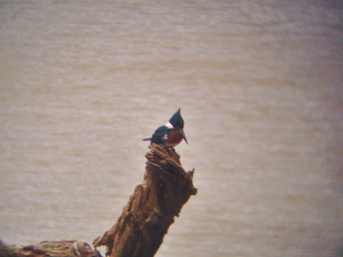 Green Kingfisher - ML476054651