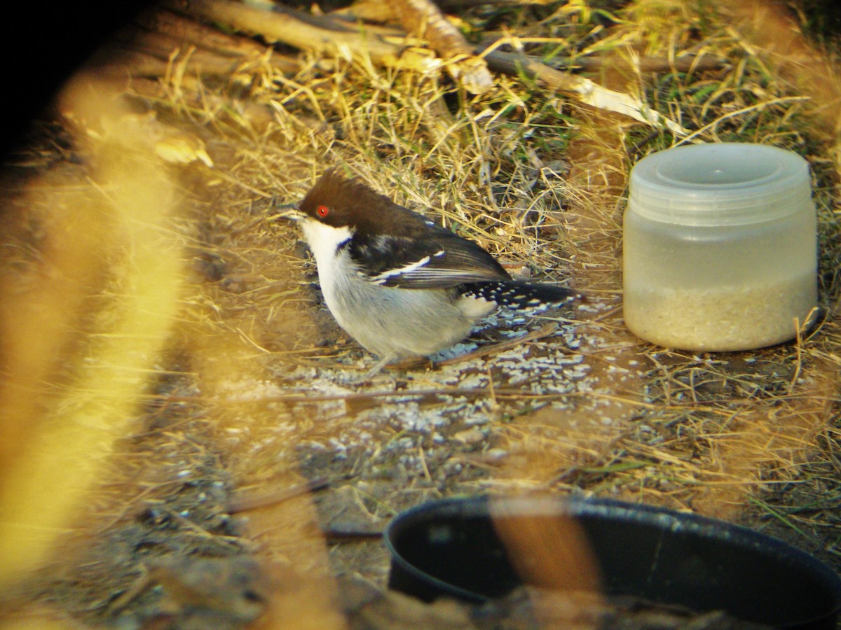 Great Antshrike - ML476054971