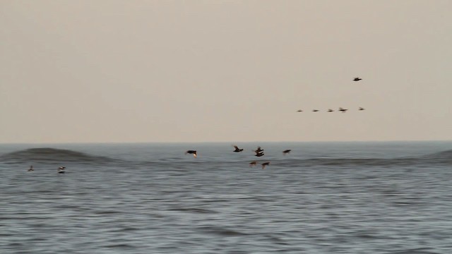 Black Scoter - ML476056