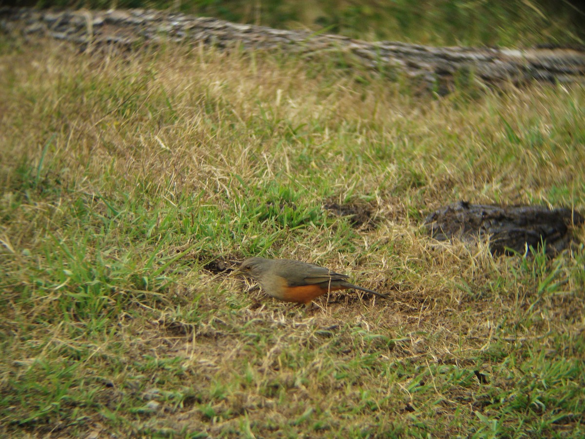 Rufous-bellied Thrush - ML476056151