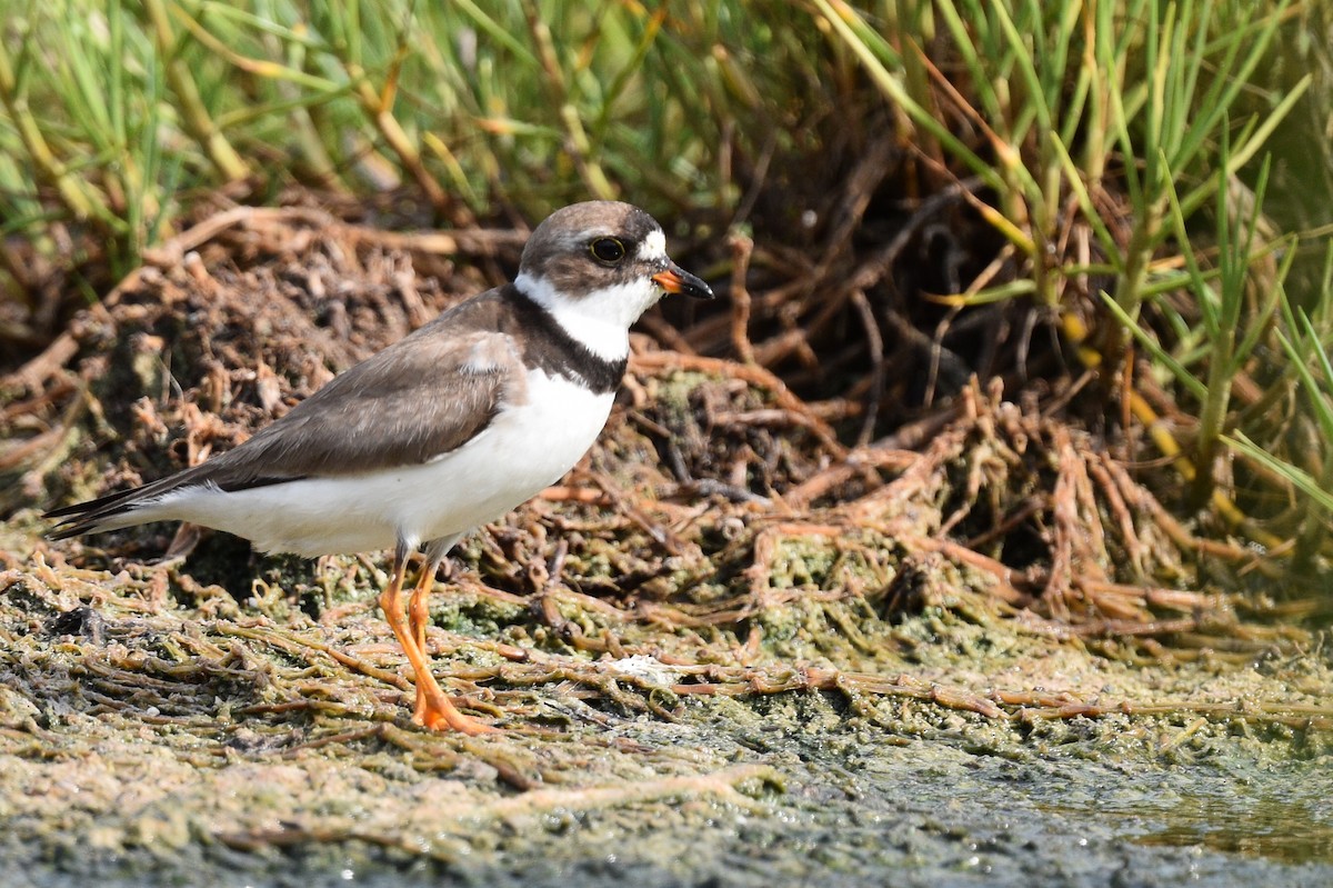 Semipalmated Plover - ML476056301