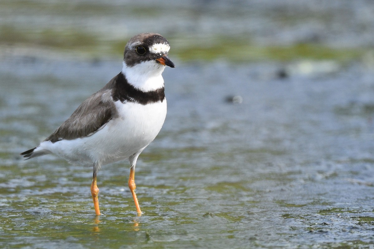 Semipalmated Plover - ML476056311